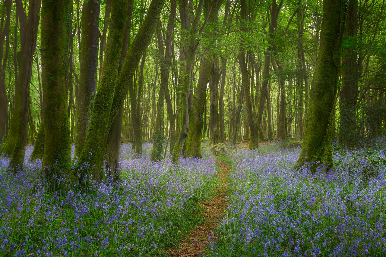 A bluebell forest in Cornwall.