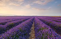 Frankreich, Provence, Lavendel, Feld, valensole