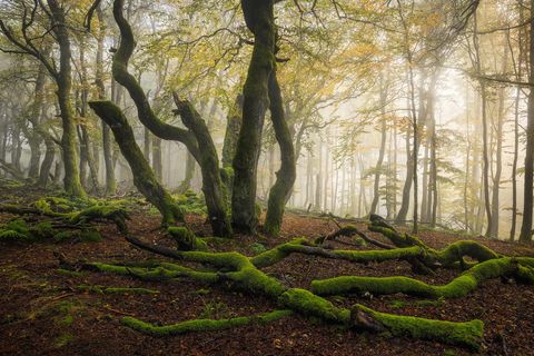Nebliger Waldszene mit verdrehten, moosbedeckten Bäumen und umgestürzten Ästen, sanftes Sonnenlicht, das durch herbstliche Blätter in der Rhön, Deutschland, fällt.