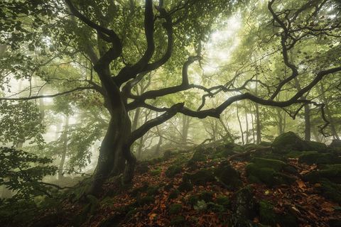 Misty forest scene in Rhön, Germany with twisted tree branches, moss-covered rocks, and fallen autumn leaves on the forest floor.
