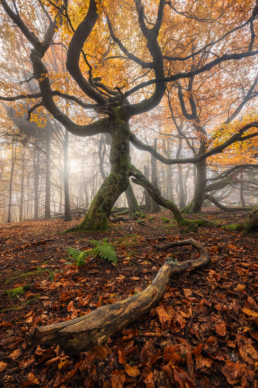 A gnarly beech tree lit by soft light during a foggy morning in the Rhön