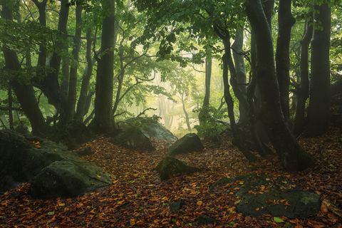Misty forest scene with dense trees, mossy rocks, and fallen autumn leaves on the ground.