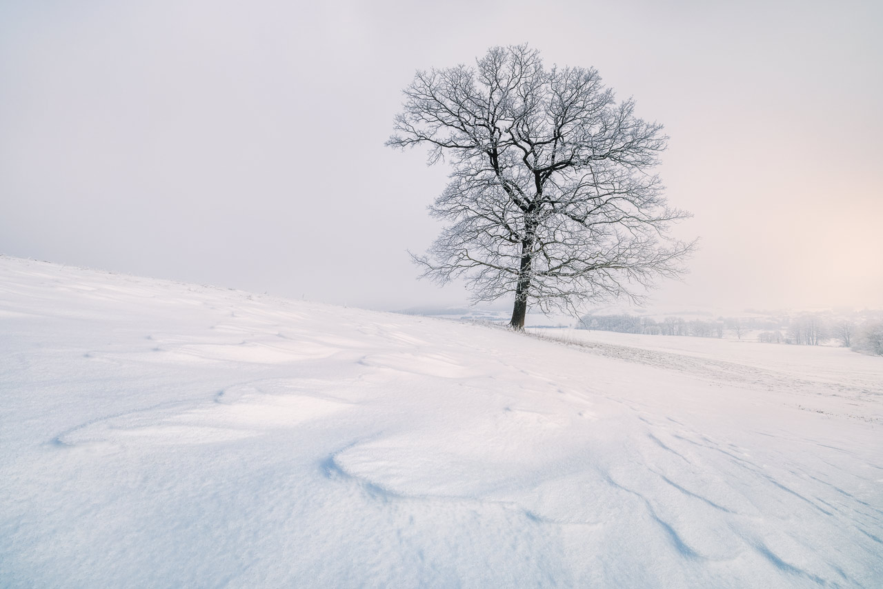 A beautiful lonely tree in the winterly Rhön