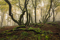 An old beech forest in the German Rhön in magical light