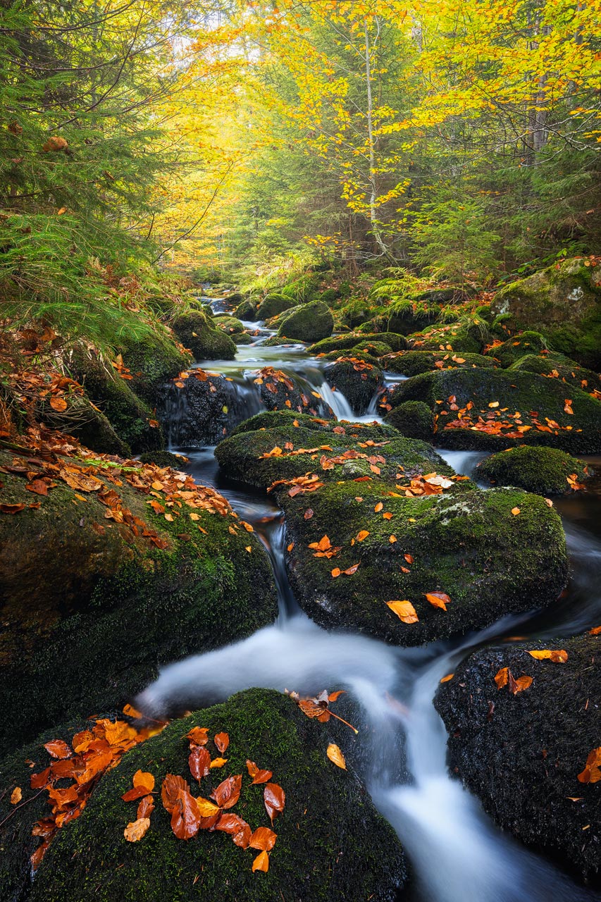 The Kleine Ohe creek in the Bavarian Forest during autumn