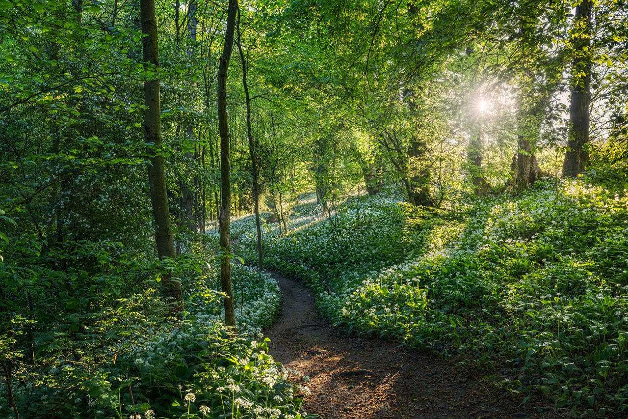 Ein Pfad führt durch einen leuchtenden Wald mit einem Bärlauchteppich in Deutschland