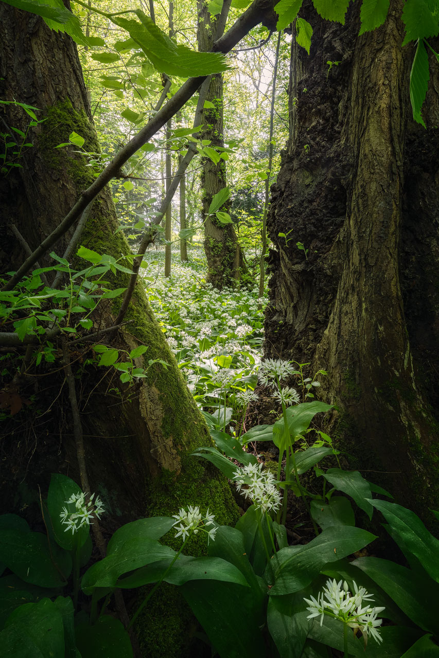 Wild Garlic blooming in a beautiful forest in Germany in Spring