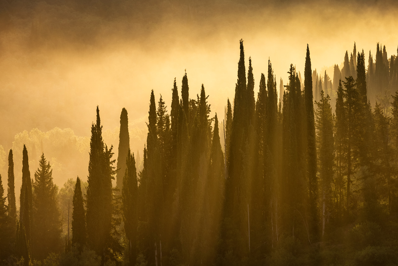 Fog lit up around a set of cypress trees on Corfu