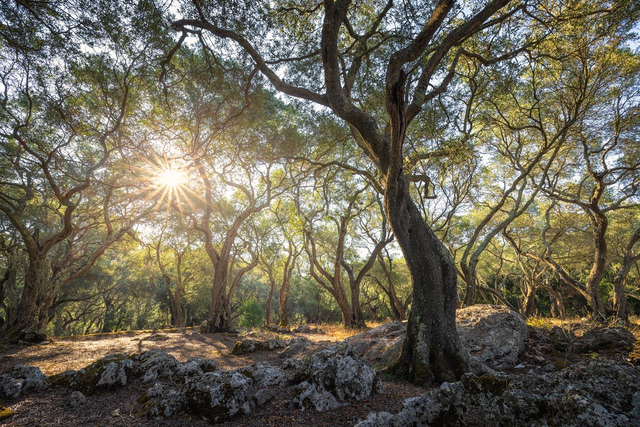 Ein alter Olivenhain auf Korfu, erleuchtet von der Morgensonne