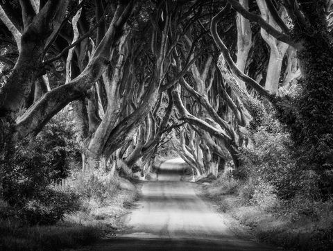 Black and white photo of the narrow Dark Hedges road lined with tall, gnarled beech trees arching overhead, creating a tunnel-like canopy.
