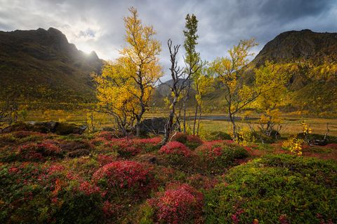 Golden autumn trees and vibrant red ground foliage in a Norwegian mountain landscape under a cloudy sky.