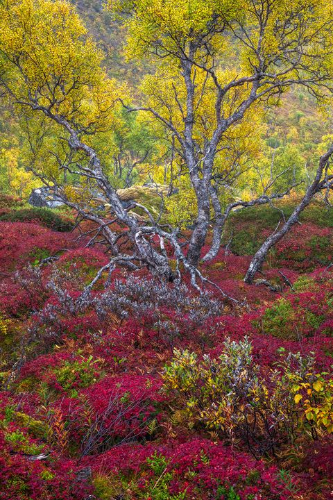Twisted birch trees with yellow autumn leaves surrounded by vibrant red and green foliage in a Norwegian forest.
