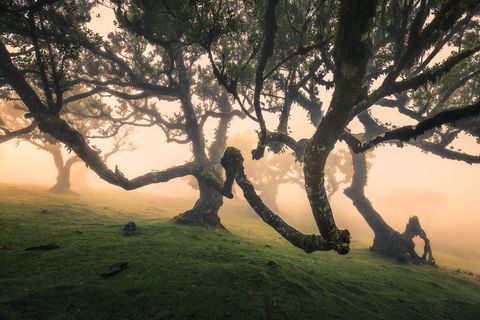 Moss-covered twisted trees in a foggy Fanal forest on a sloped grassy hillside in Madeira, Portugal.