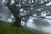 Portugal, Fanal, Forest, Fog, Madeira