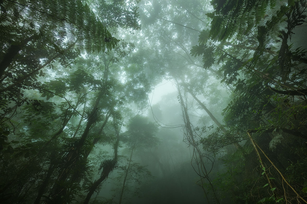 Nebel und Regen ziehen durch den Wald in den Hügeln von Santa Marta.