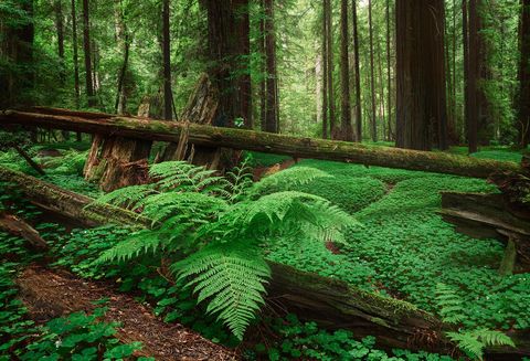 Lush green forest with towering redwood trees, dense ferns, clover ground cover, and fallen moss-covered logs.
