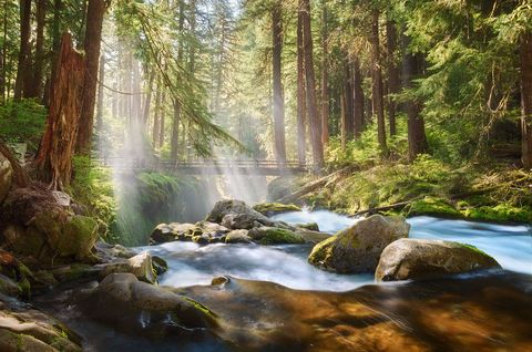 Sunlight streaming through tall pine trees over a flowing river with mossy rocks and a wooden bridge in Olympic National Park.