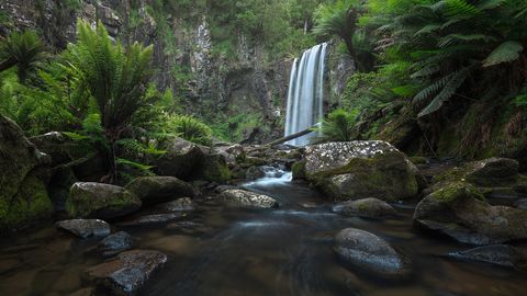 Hopetoun waterfall cascading down a rocky cliff surrounded by lush green ferns, mossy rocks, and a flowing creek in a dense Australian rainforest.