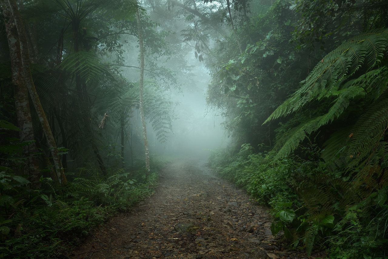 Rain Forest Road