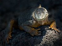 A land Iguana on a dark rock on South Plaza island in the Galapagos Archipel