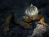 Ein Landiguana auf South Plaza im Galapagos Archipel