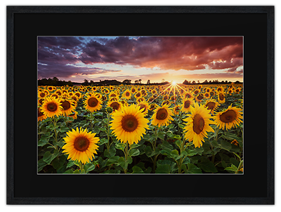Framed Print of a Sunflower photo.