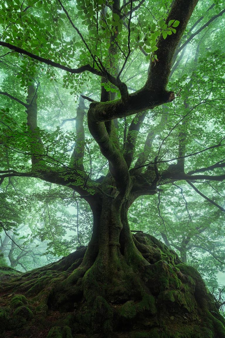 Tree Bskill Magic Magic Tree Fineart Print