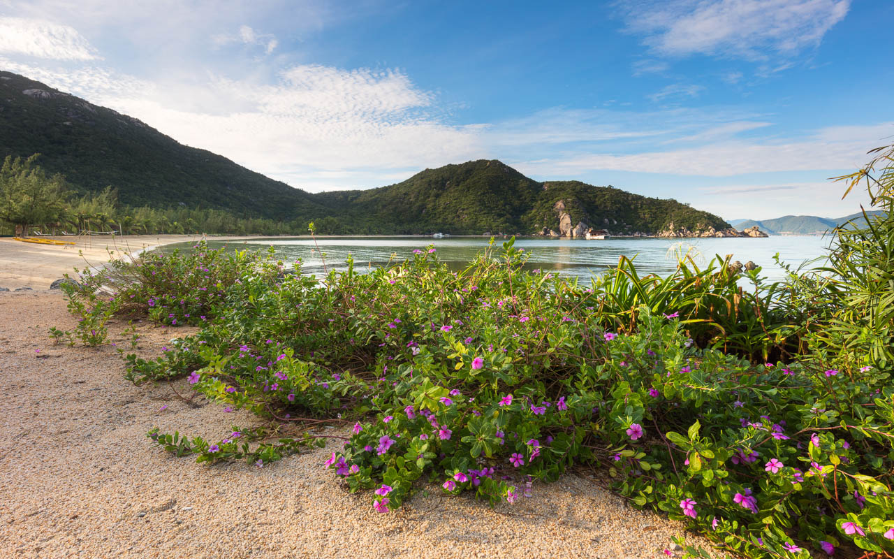 Flowers at beach of L'Alya