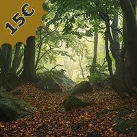 Woodland Photo Editing, How to Edit Woodland Photos, Woodland Photo Editing
